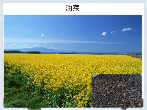 云南的油菜与经济林木