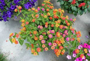 庭院四季开花， 花香四溢的秘诀