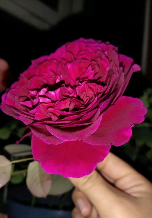 皇家胭脂月季，花开如梦，美得不像话！