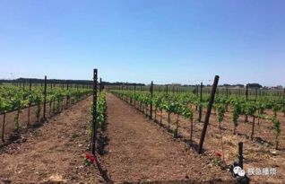 库马萨凯， 玫瑰红色，花型独特