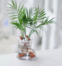 将袖珍椰子土壤铺拆，前半嵌入椰子生长要素