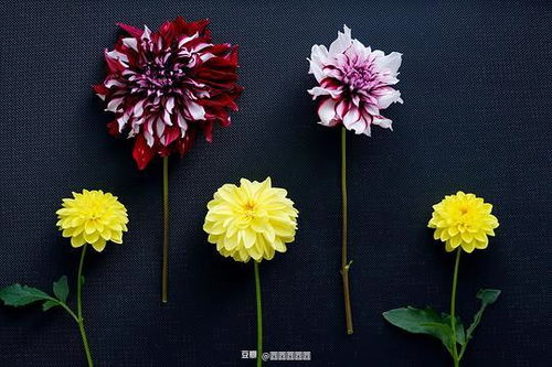 如何选择合适的养殖环境