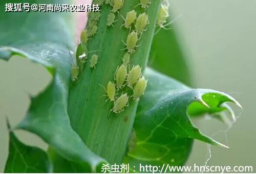 烯啶虫胺防治油麦菜病虫害效果如何？