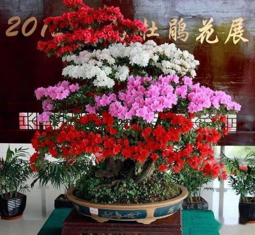 古街花种之谜， 揭秘如何美化环境