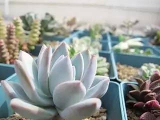 霜之朝多肉养护时如何根据霜之朝种植技巧调整浇水频率以避免徒长