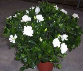 栀子花花蕾，为何提前掉落