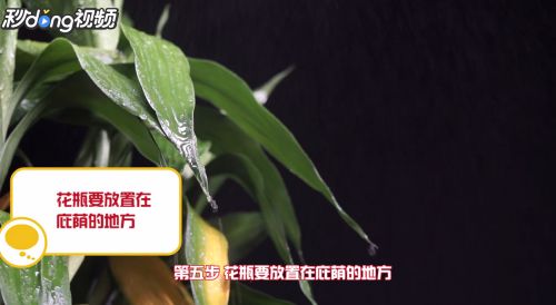 水培富贵竹怎么才能快速生根，有没有什么特别的方法