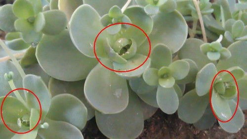 32%联笨噻虫嗪兑水打多肉介壳虫，噻虫嗪怎么续兑水比例是多少？