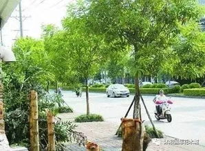 栽培管理原则乱写一通