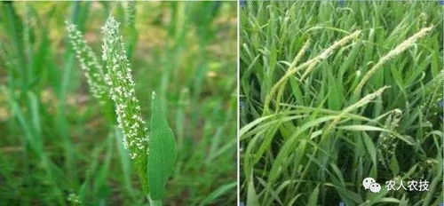 巨星干SC和使它隆EC：阔叶杂草的终结者