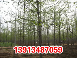 2. 中规格银杏树