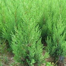 选择优质侧柏苗：绿化美化的理想选择