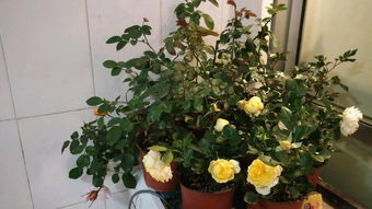 月季根系腐败的常见原因