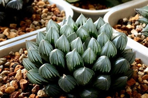 玉露徒长的烦恼