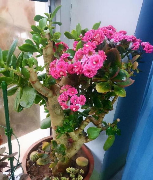 鱼缸里的花，既美观又好养