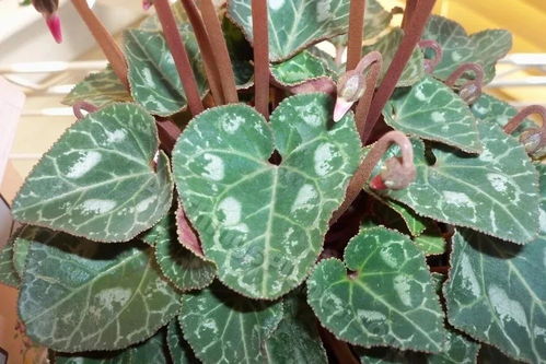 块茎的形态与特点