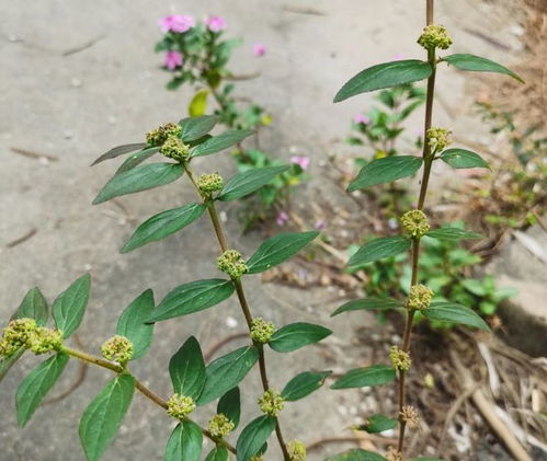 飞扬草分布广泛，特征显著