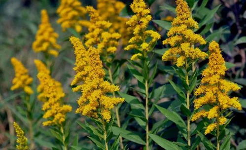 养护黄花的雷区