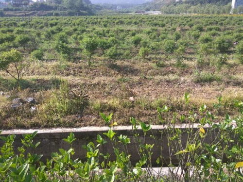 白薇：中草药的妙用