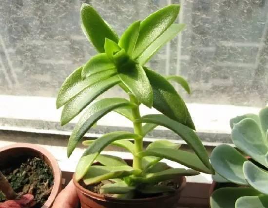 秋天桂花徒长怎么修剪？如何让枝繁叶茂更茂盛