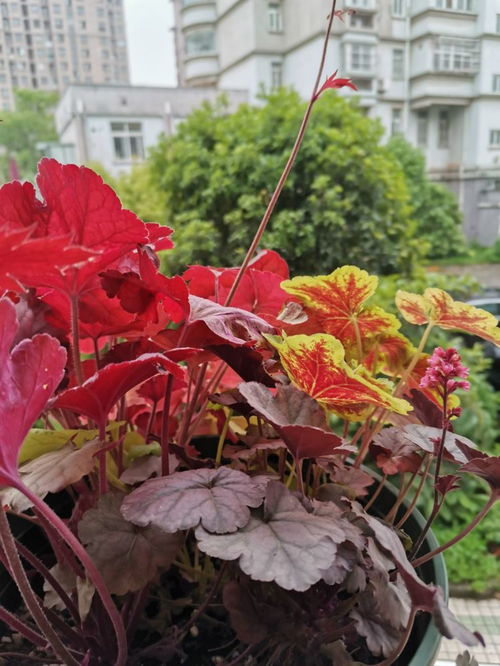 耐阴花儿的秘密