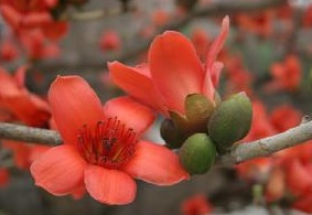 通经络，祛风湿