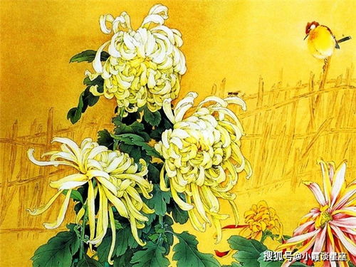 双生肖之谜：菊花生肖竟藏于其中