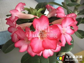 肥料问题，也不嫩忽视