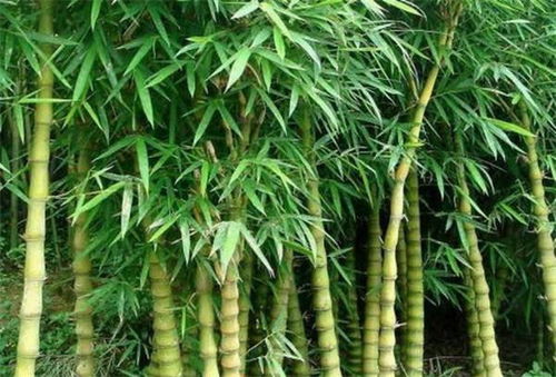 竹子是一株植物吗？它的栽培方法有哪些特点