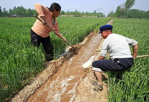 掌握除草打药黄金期，农田管理更高效