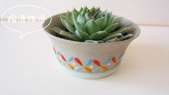 根系发达， 枝叶下垂的花儿们