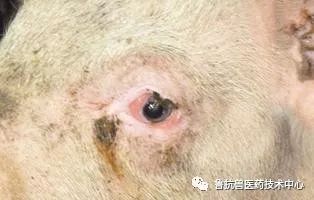 猪出现喷嚏多、泪斑重、鼻梁歪斜症状，如何有效防治萎缩性鼻炎？