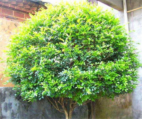 九里香土培更佳，开花爆满！