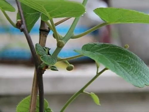 菠萝叶子如何种植？能否变成美丽的盆栽
