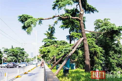 百年雪松林下的麦冬