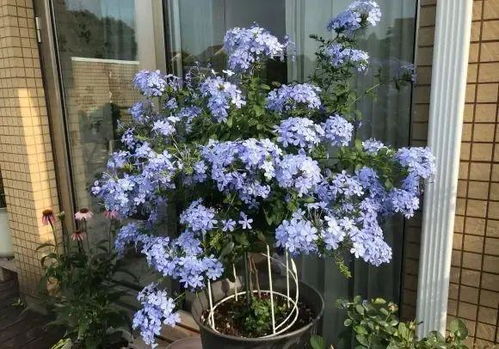 蓝雪花，蓝得像天空