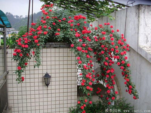 绿化新秀——藤本月季介绍