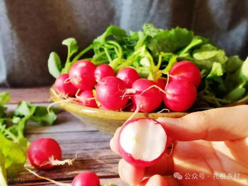 樱桃种子秋天播种的生存指南