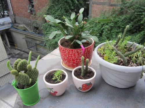 吸水盆种花不长，套盆种植揭秘