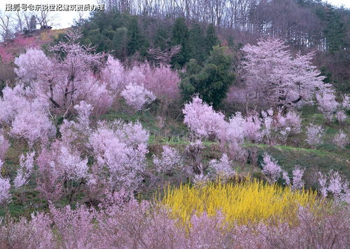梅花山生态站， 草地种植有妙招