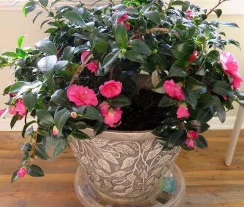 茶花怎么养不长花苞呢？是土壤问题还是光照不足