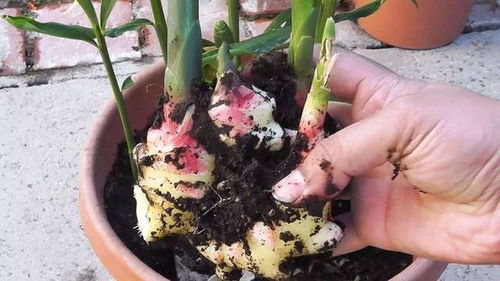 水培生姜种植，如何让盆栽生姜生长旺盛