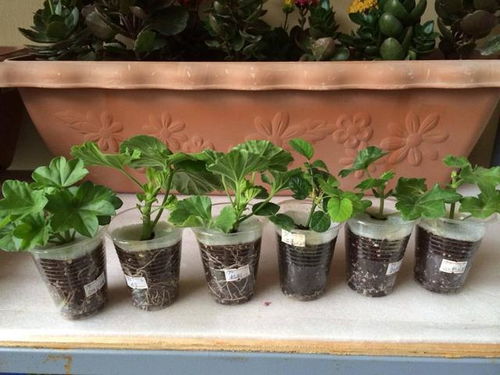 种植时机与蒜瓣选择，大颗粒蒜瓣发芽梗快