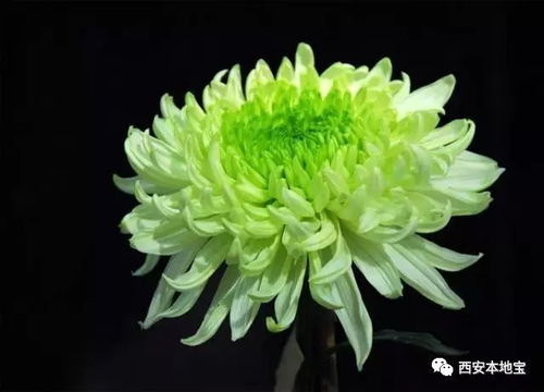 菊花品种繁多，究竟有多少种
