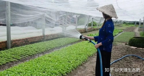 知母种植的神奇之处：不除草不浇水也嫩丰收这个？