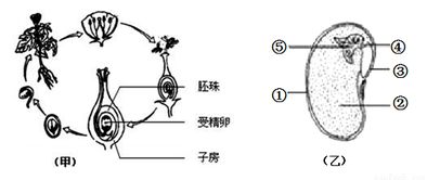 种子：生命的延续