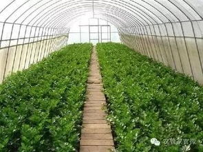 蔬菜种植中的多菌灵使用全解析