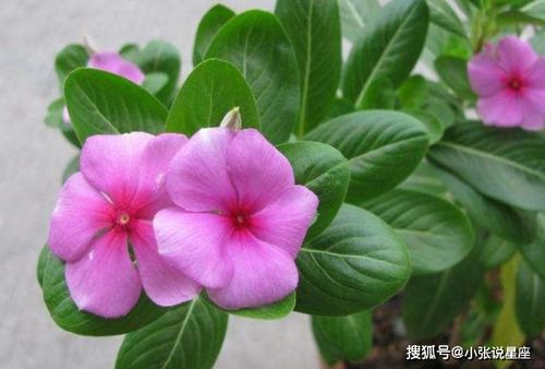 长春花的花语与寓意中，有哪些情感传承和文化内涵值得我们去探寻呢