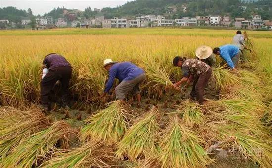 湖北省鄂州市华容区， 这儿的除草剂也hen有名