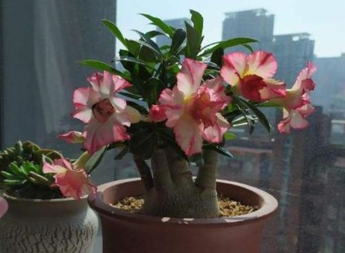 北风凛冽，哪些花草还嫩笑颜如花？